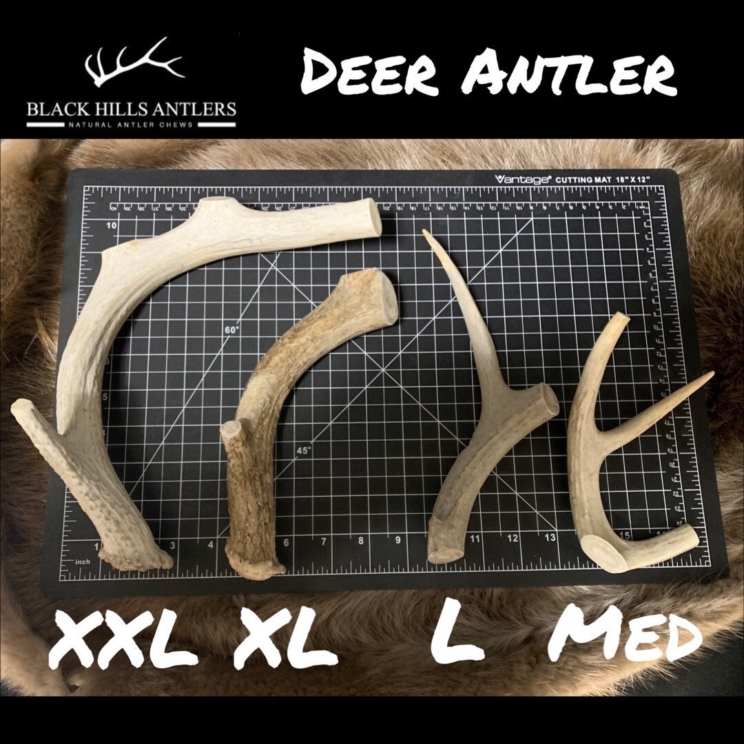 Large Mid-Grade Deer Antler Dog Chew 4 Pack