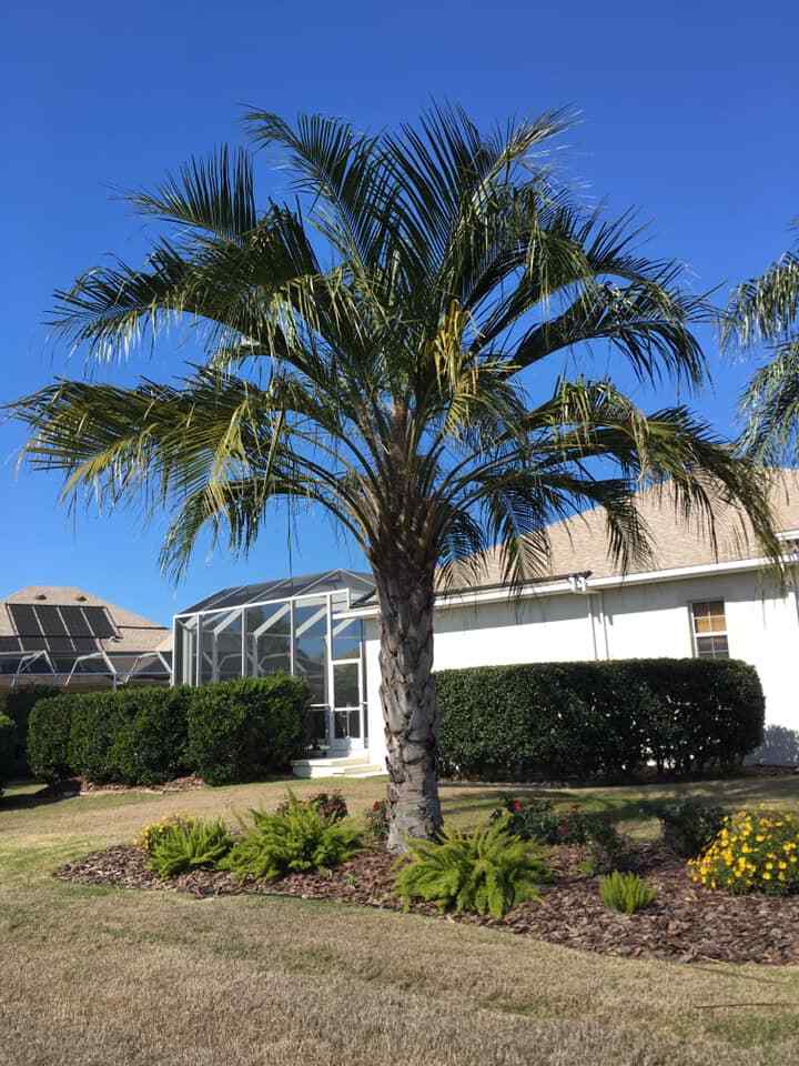 Butiagrus Seeds! F1 Hybrid Mule Palm Seeds. Rarely Ever Offered! Cold Hardy!
