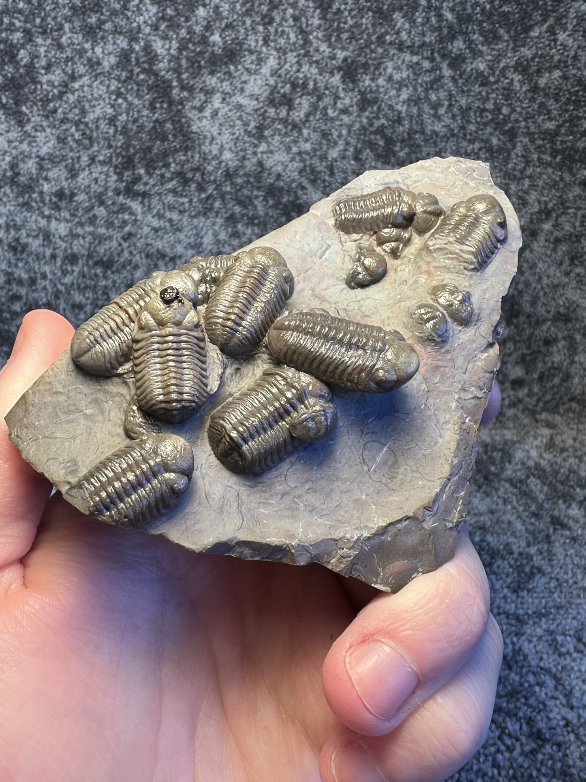 Austerops Trilobite Fossil Mortality Plate – Multiple Trilobites, Jorf