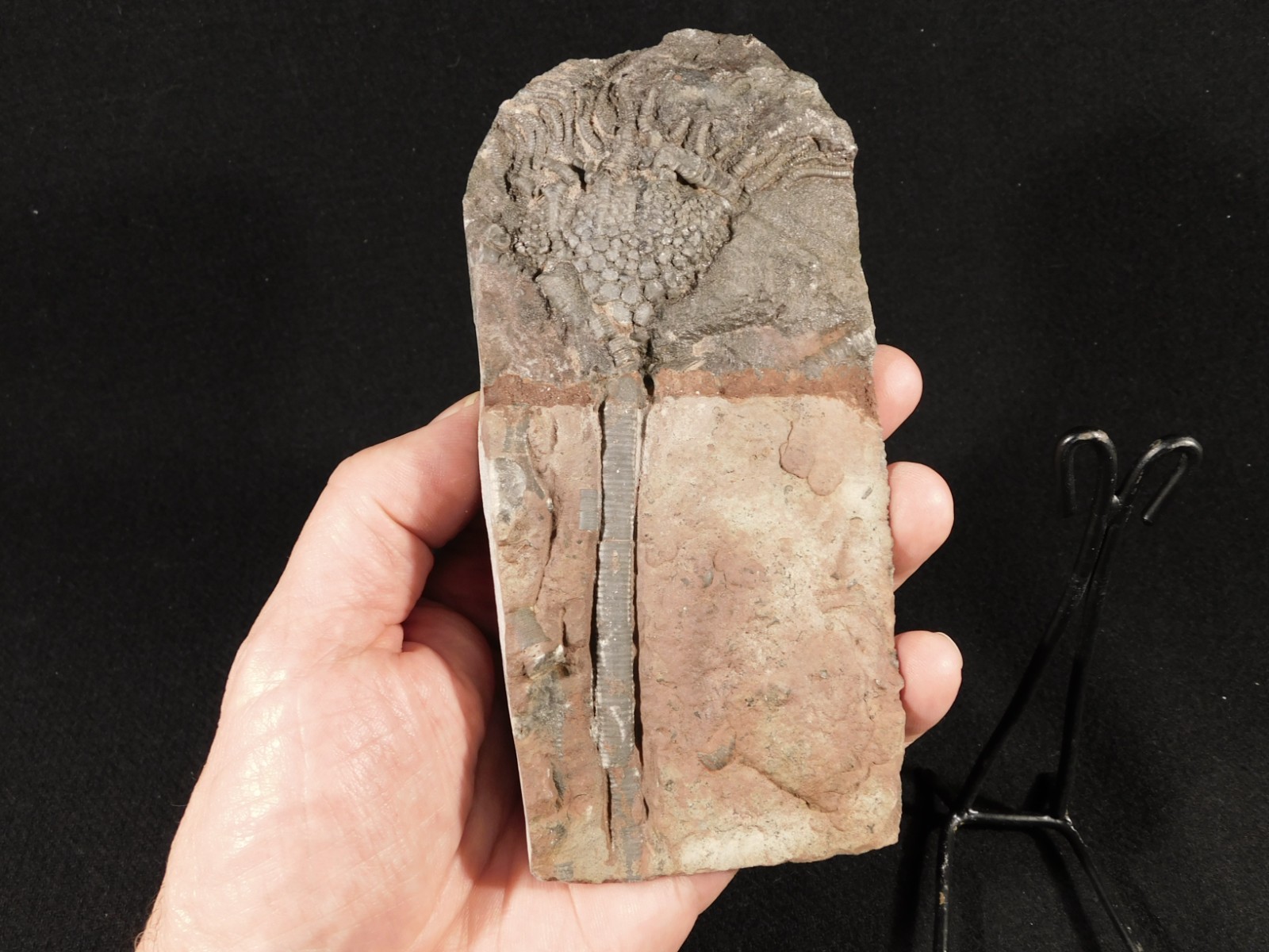 430 Million Year Old! CRINOID Fossil or Sea LILY Fossil Morocco 384gr