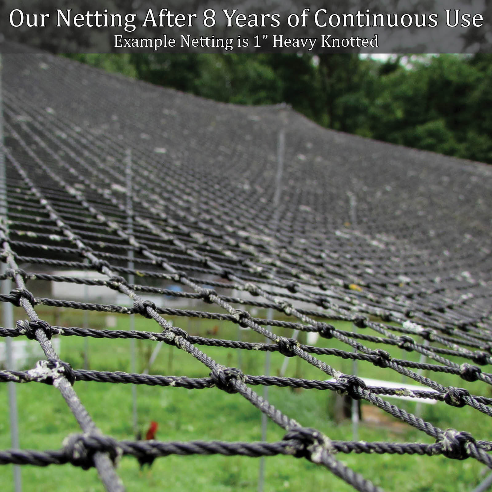 Poultry Netting 25' x 50' 1" Heavy Knotted Aviary Anti Bird Net Lasts 7-10 Years