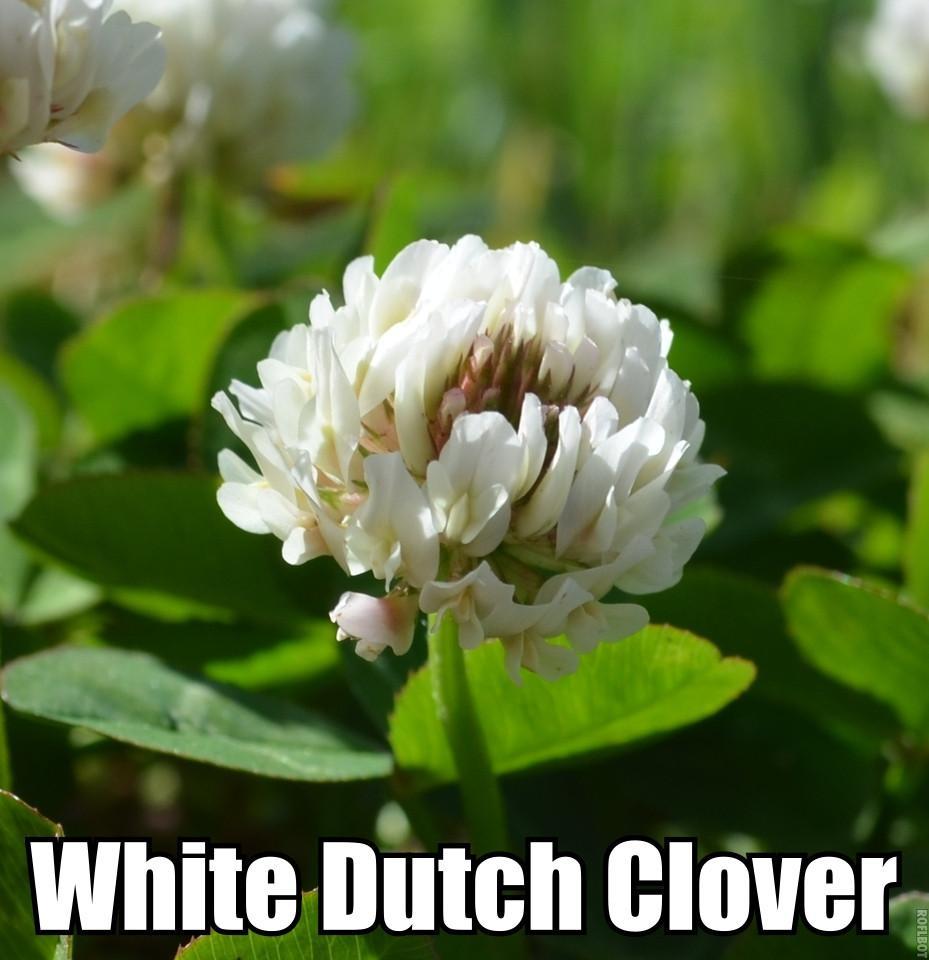 SeedRanch White Dutch Clover Seed (Non-GMO) Coated and Inoculated