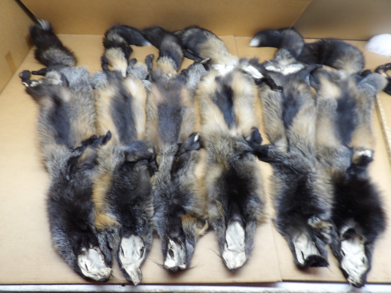 Tanned #1 Alaskan Cross Fox Hides Top Lot/Furs/Taxidermy/Crafts/Freshly tanned