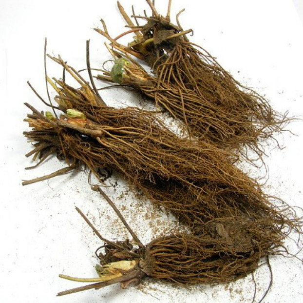 Eversweet Everbearing Strawberry 50 Bare Root Plants - Super Sweet