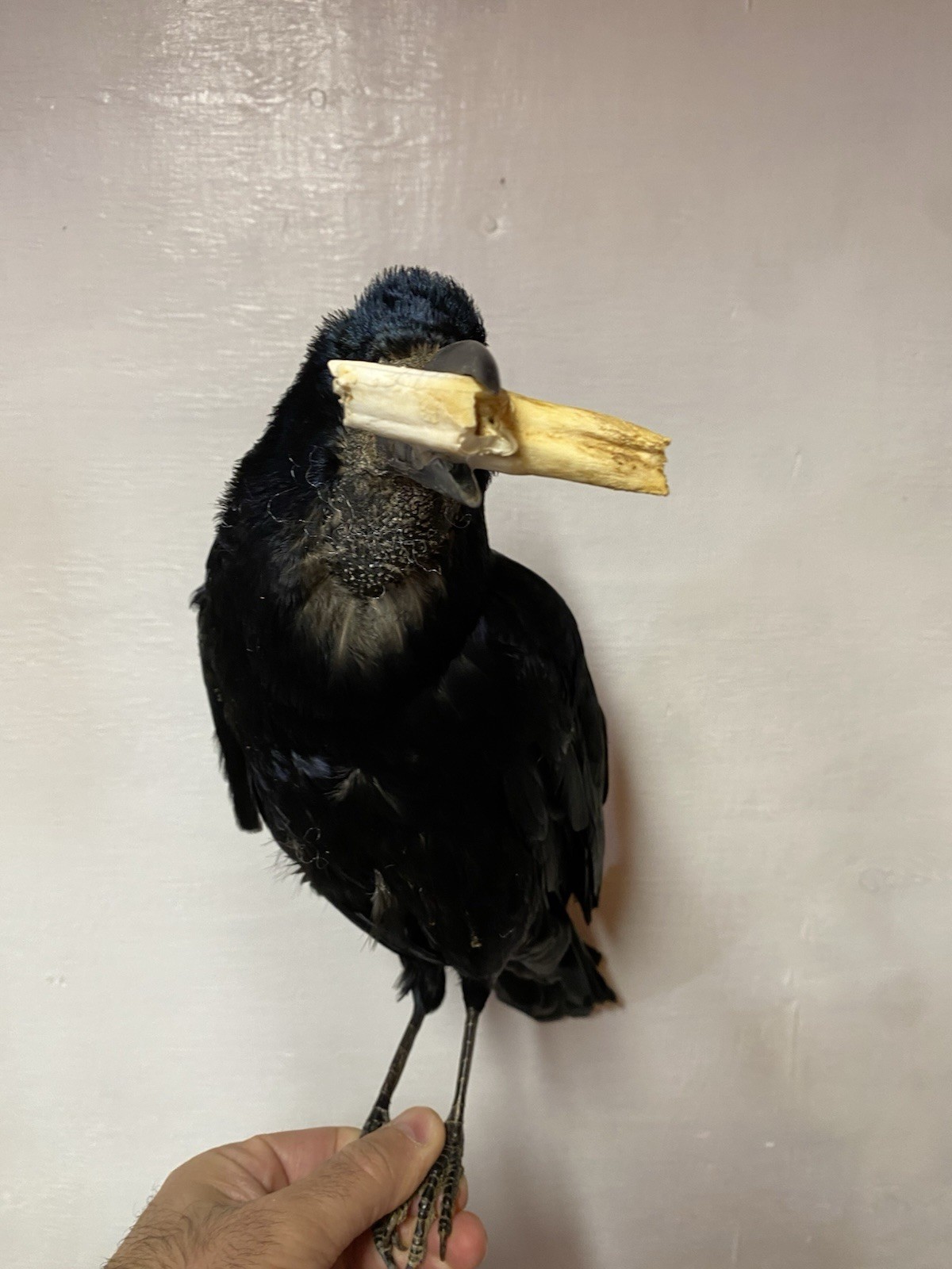 taxidermy ROOK Bird