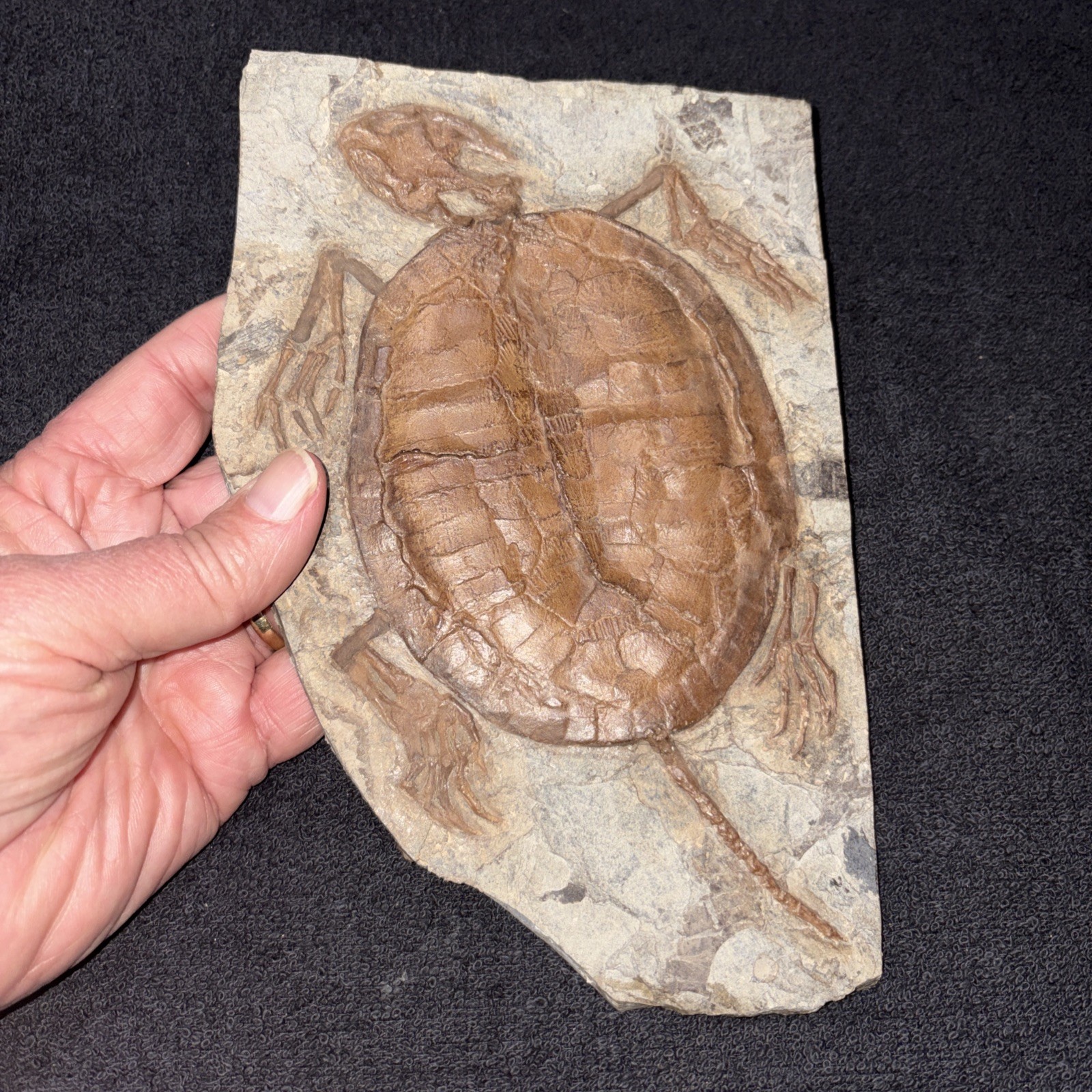 8 1/2 Inch Fossil Turtle Bought As Real, Think It Is A Cast ?? Cretaceous China