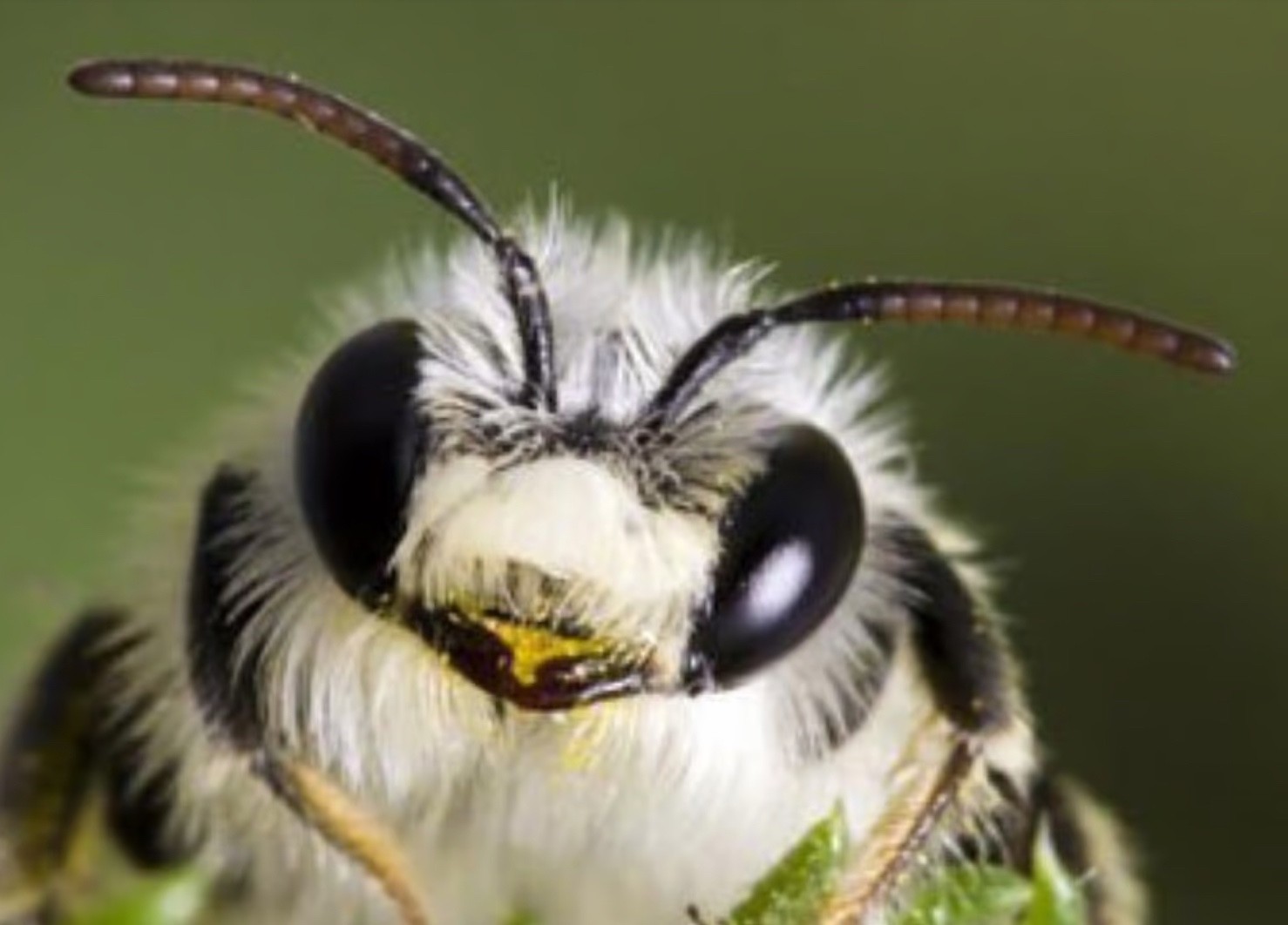 Mason Bee Cocoons -Blue Orchard Mason Bees 100 w/ FREE Bee Attractant