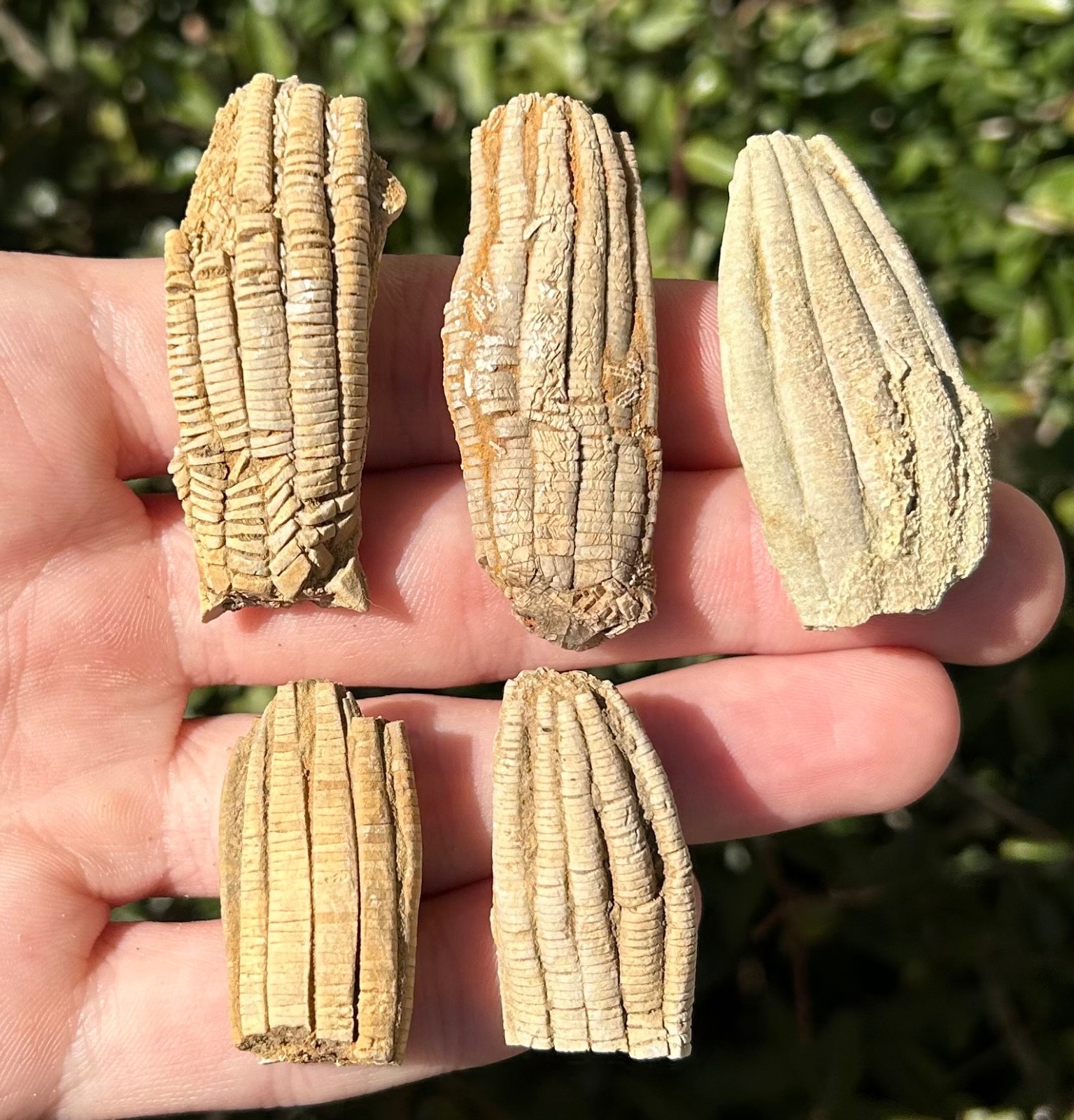 Alabama Fossil Crinoids LOT OF 5 Phanocrinus Bangor Limestone Mississippian Age