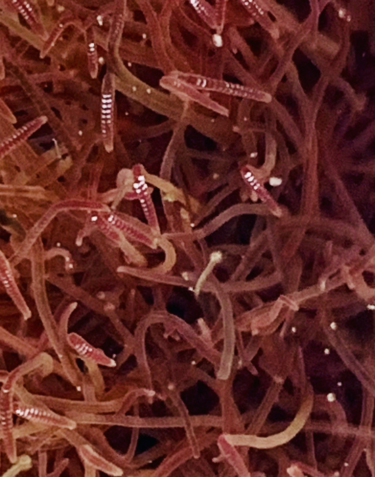 Blackworm +100 Healthy Variety - Live Arrival Guarantee