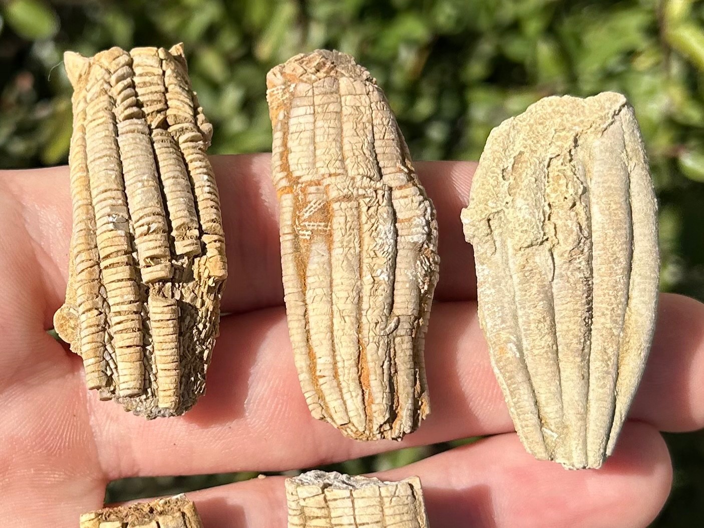Alabama Fossil Crinoids LOT OF 5 Phanocrinus Bangor Limestone Mississippian Age