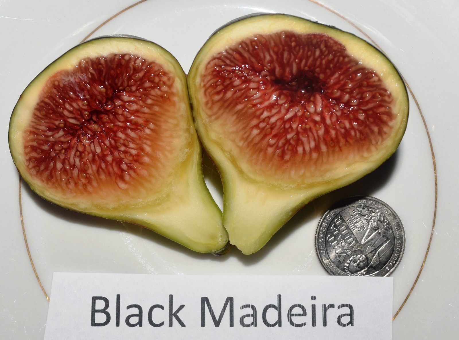 Fig Tree Cuttings. TWO FREE GIFTS. Choose Your Varieties. 50+ varieties!