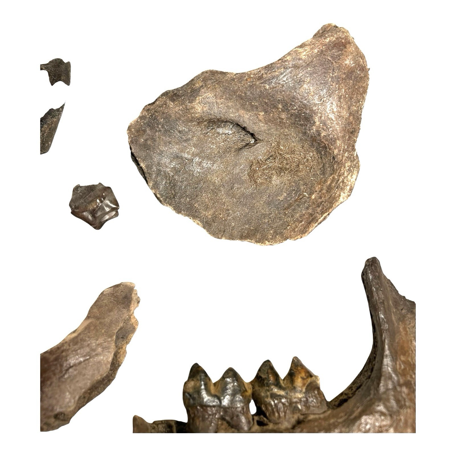 Prehistoric Pleistocene Age Fossilized Tapir Teeth and Mandible Jaw Pieces