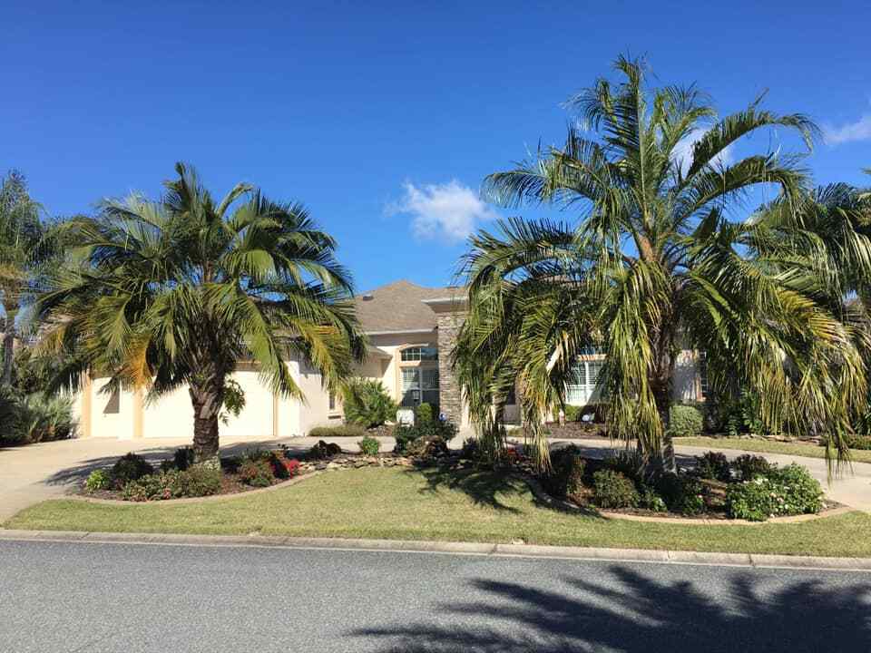 Butiagrus Seeds! F1 Hybrid Mule Palm Seeds. Rarely Ever Offered! Cold Hardy!