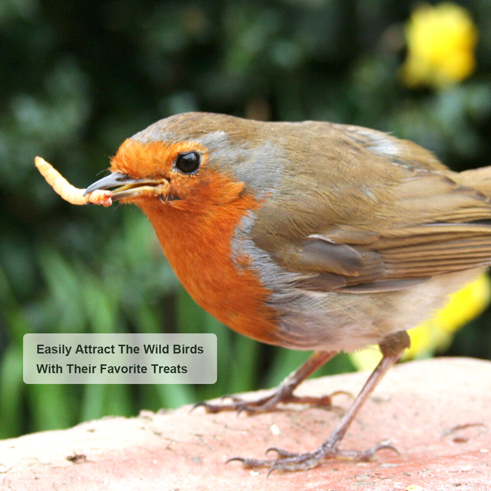 22LB Dried Mealworms Bulk Non-GMO Organic for Wild Blue Bird Chickens Hen Treats