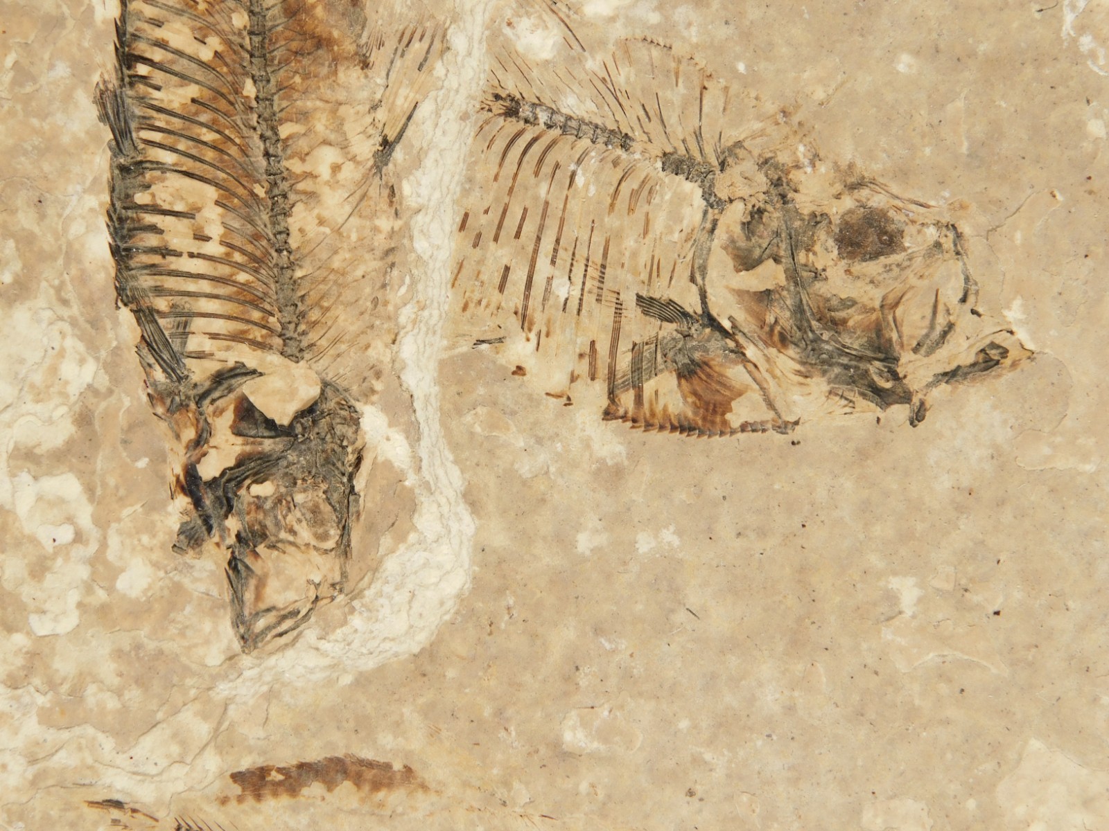 Rock AQUARIUM THREE! 100% Natural Knightia FISH Fossils From Wyoming! 291gr