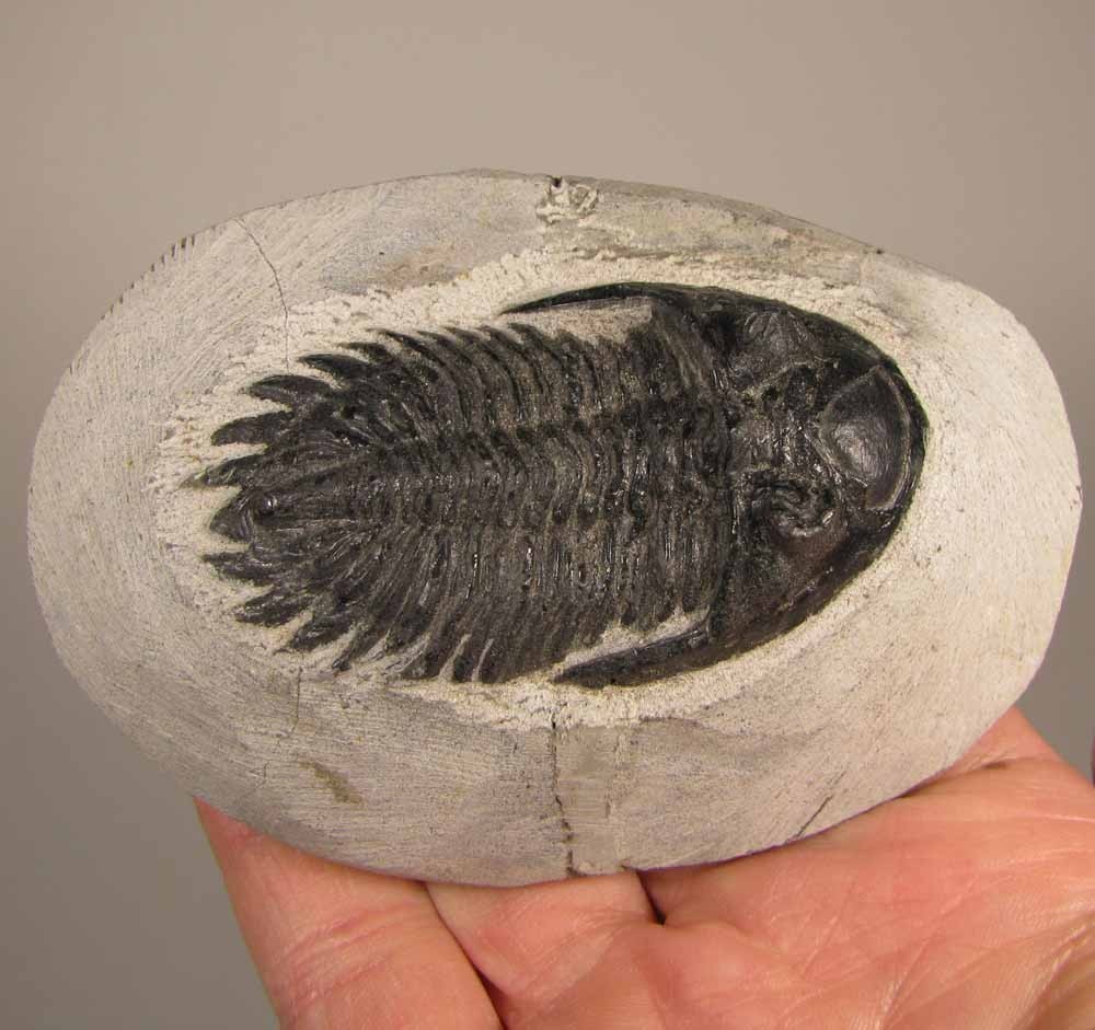 2.5" Hollardops TRILOBITE Fossil on Matrix - Devonian Age - Morocco