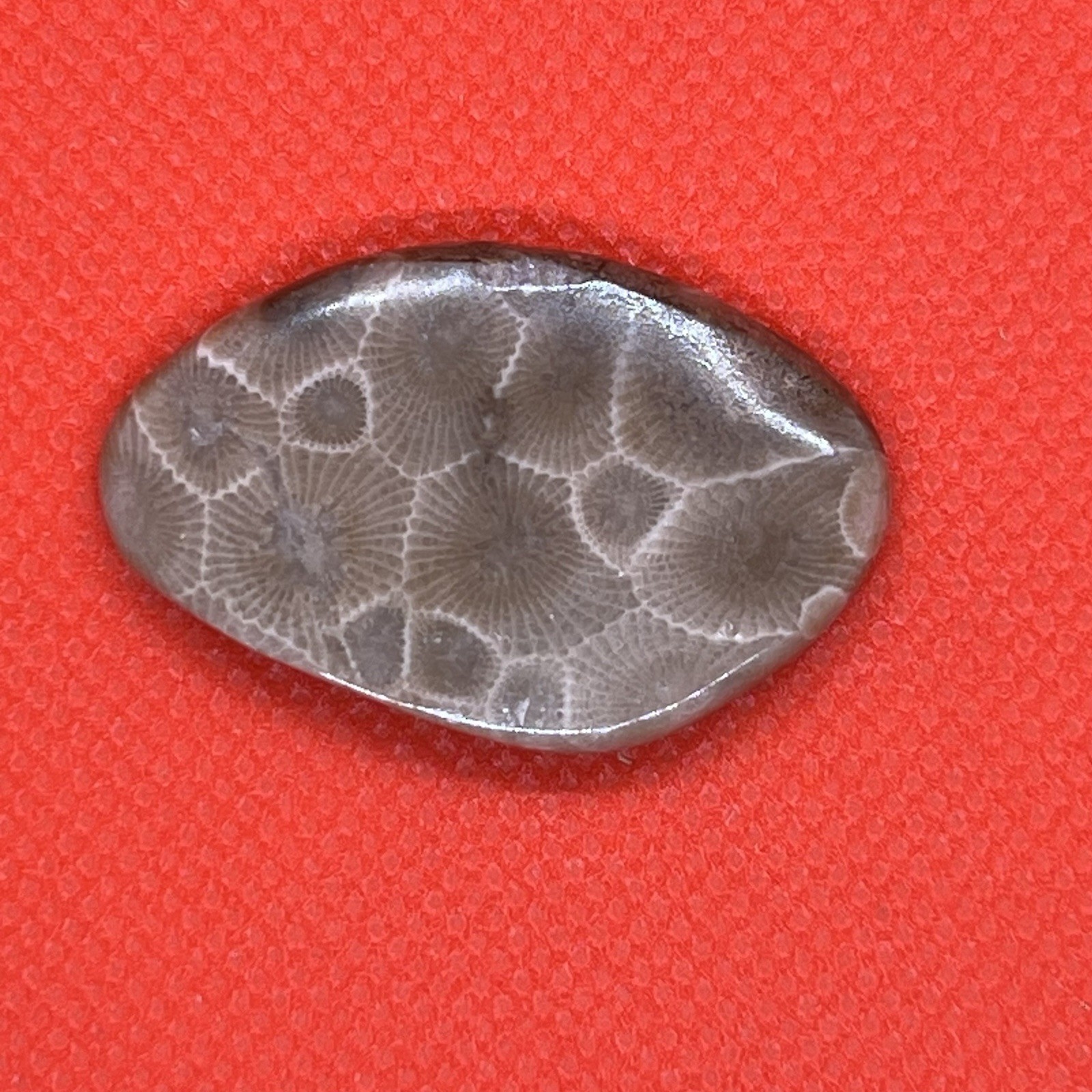 Hand polished Fossil Petoskey Stone Semi precious, treasure, gift