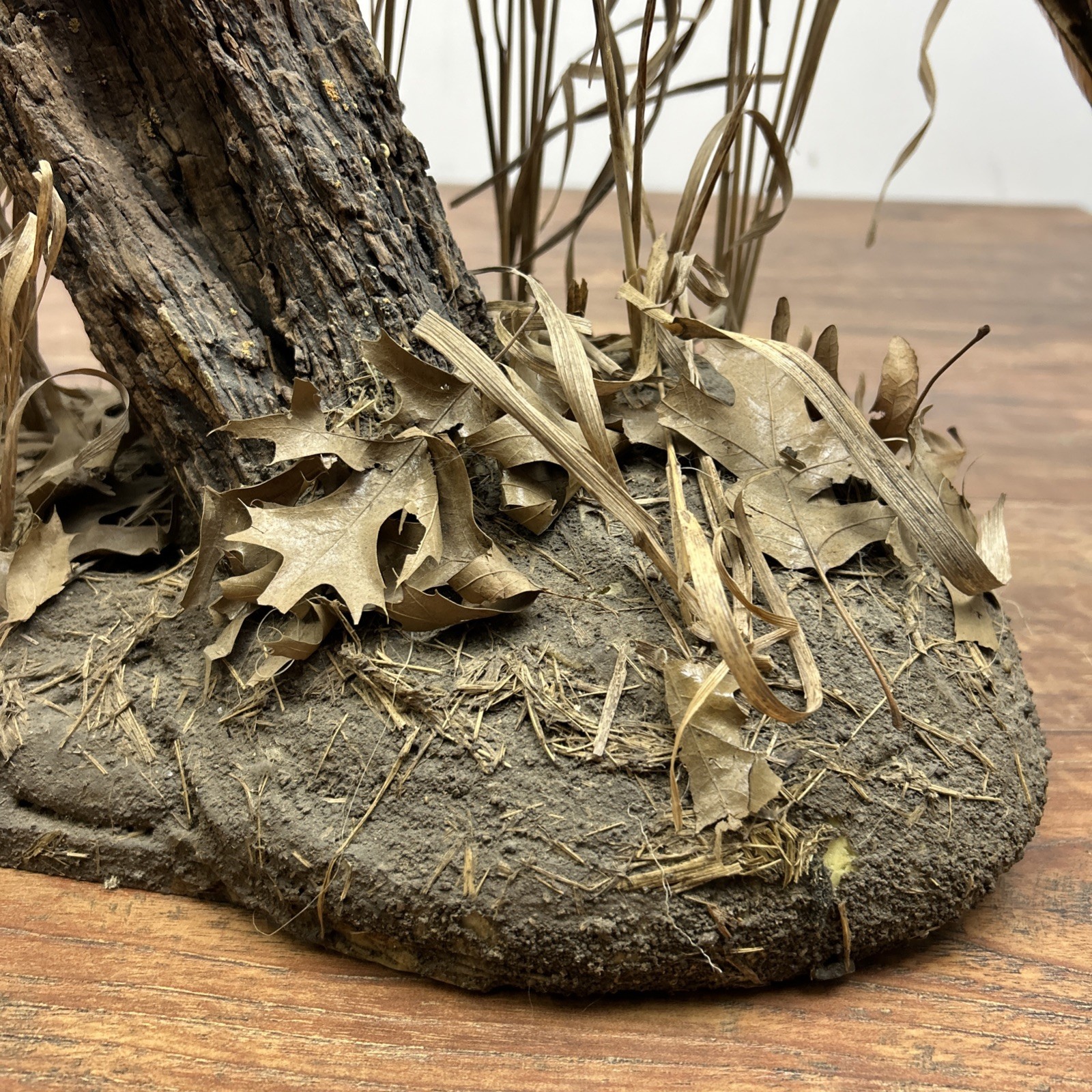 Ringneck Rooster Pheasant Taxidermy Standing Mount Habitat Base Foliage Wood