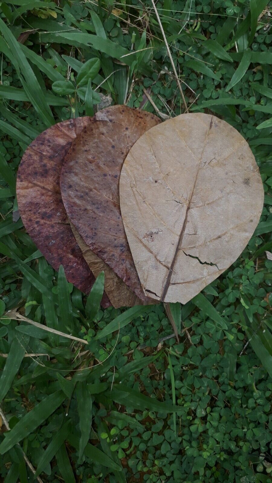100Pc almond leaves 5'' catappa indian ketapang leaf Shrimp betta fish aquarium