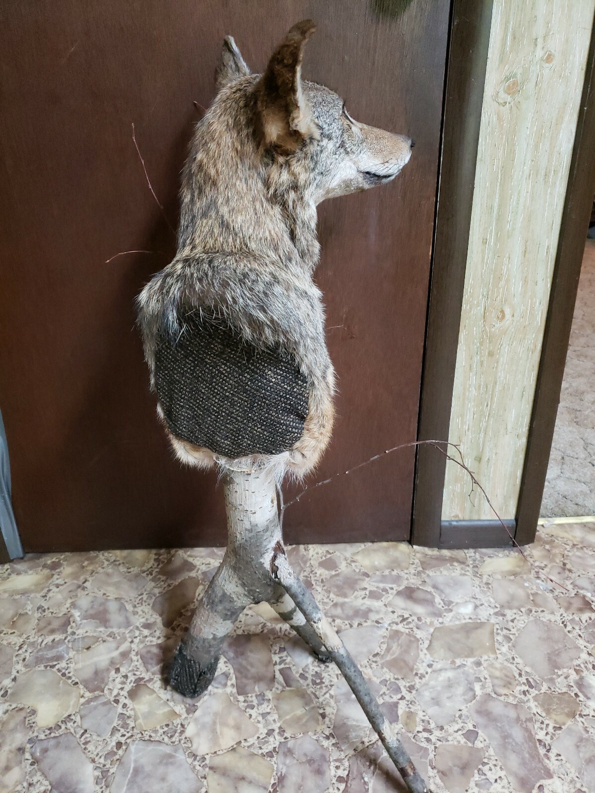 Beautiful Taxidermy Coyote Pedestal Mount