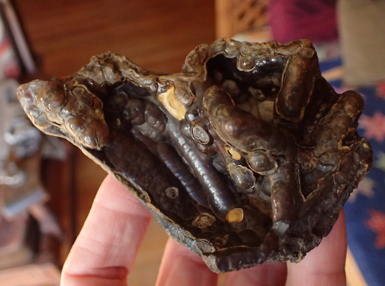 Botryoidal Fossil Coral Geode Fragment GA Agate Amber Cabbing Specimen  WC58