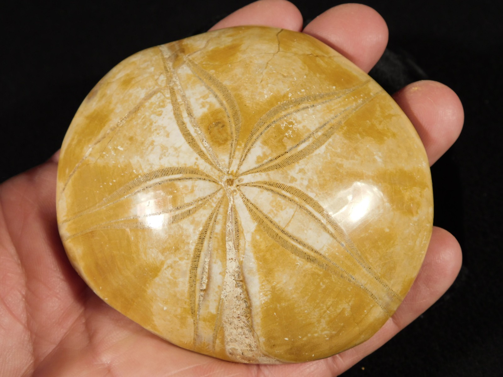 Big! Polished 150 Million Year Old! AAA SAND DOLLAR Fossil Madagascar 211gr