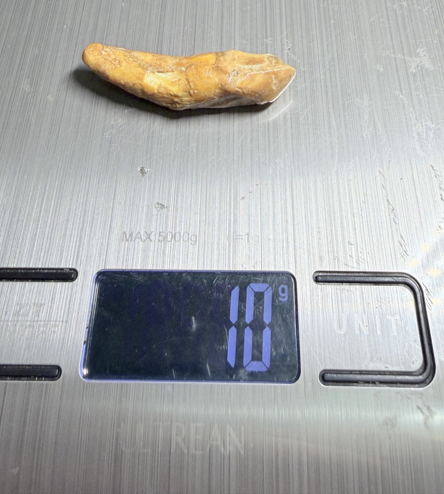 Ursus Spelaeus Fantastic 2” Romanian Cave Bear Canine Tooth Fossil, Talisman✨🔥