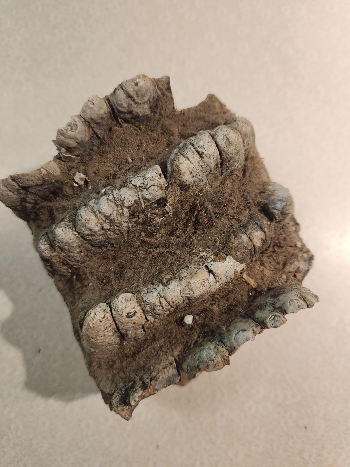 Ammonite Stegodon Partial Fossil Molar Java Indonesia 4x4x4 Inches