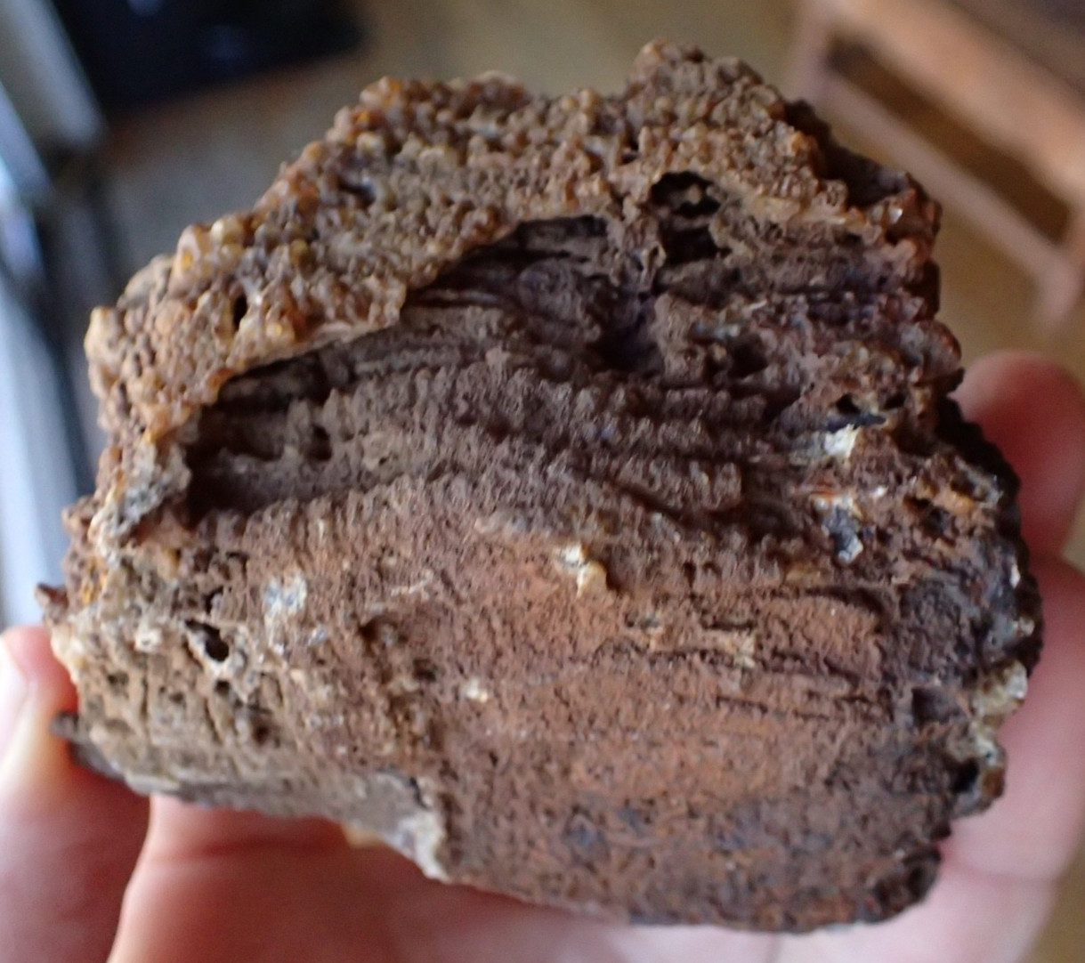 Botryoidal Fossil Coral Geode Fragment GA Agate Ocean Fluorescent Specimen WC8