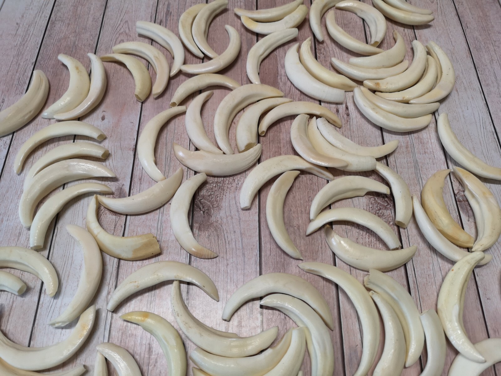 Real wild boar teeth sow hook approx. 5-7 cm! NEW and professional