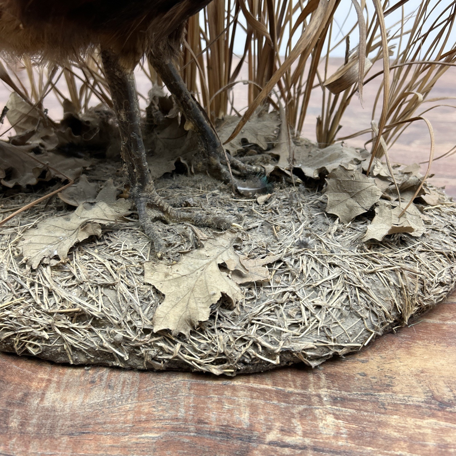 Ringneck Rooster Pheasant Taxidermy Standing Mount Habitat Base Foliage