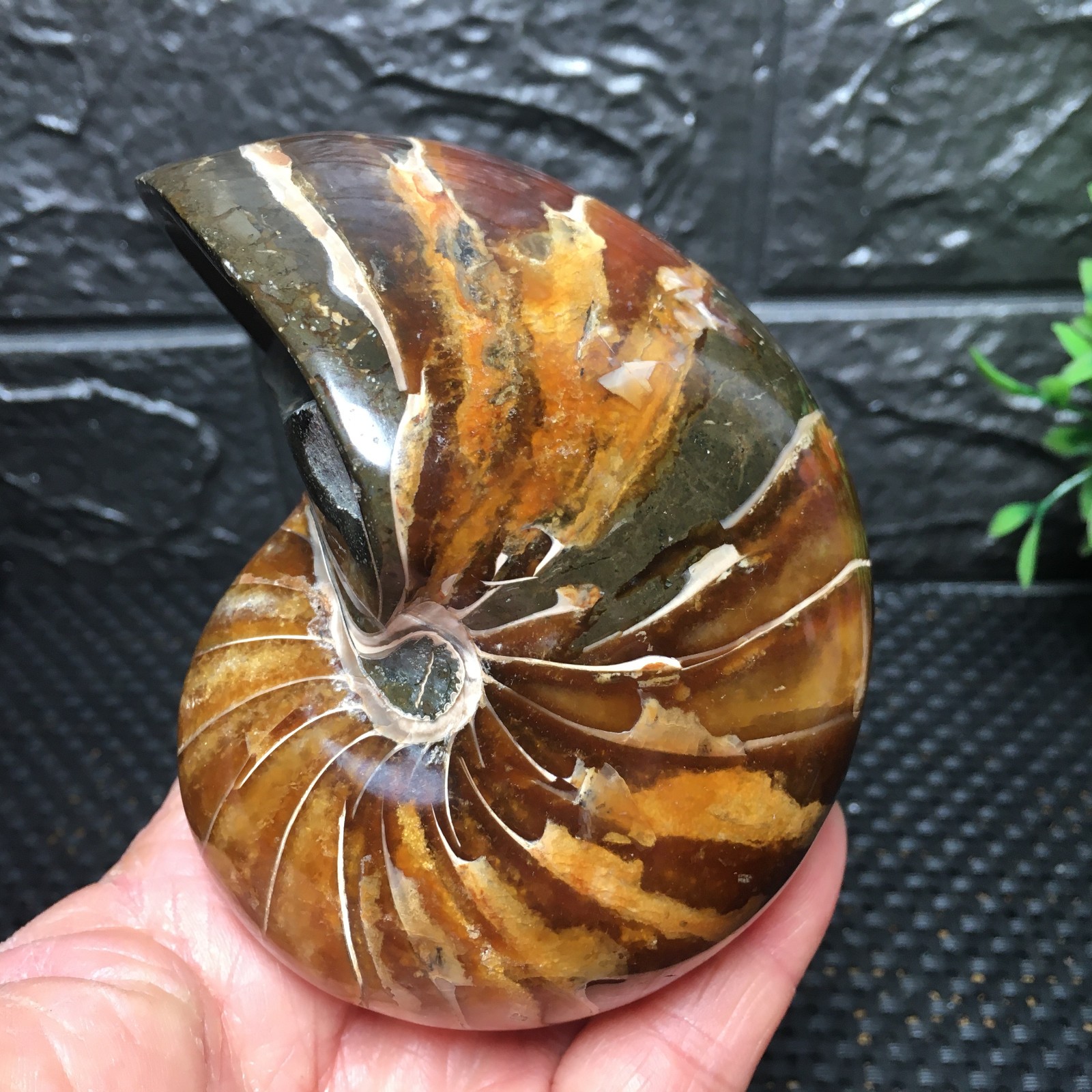 567g Natural polishing Ammonite crystal specimens fb1037