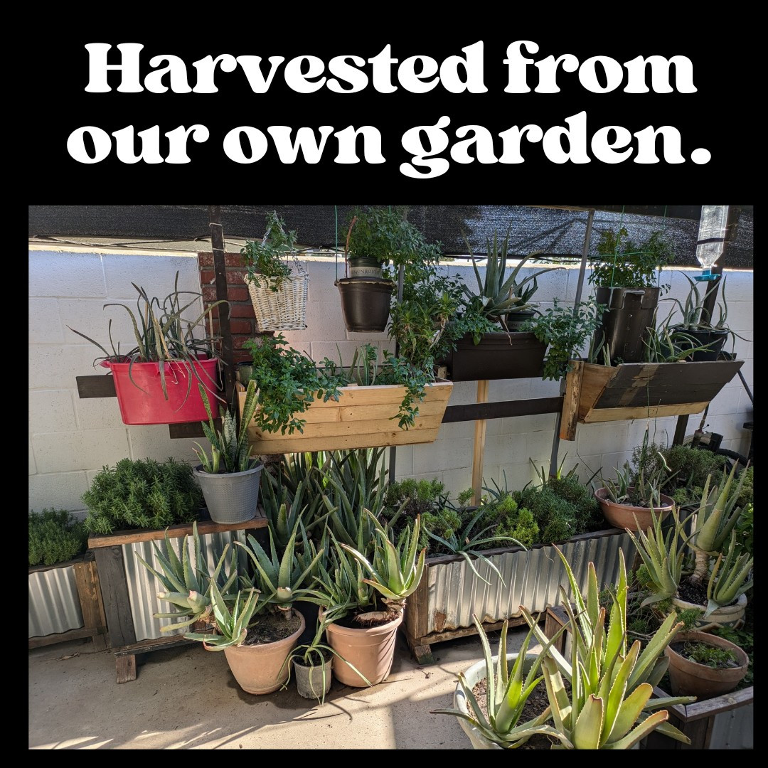 Bar Soap, Pig Tallow, Unscented, Sudsy, Handcrafted, All Natural, 5-6 oz