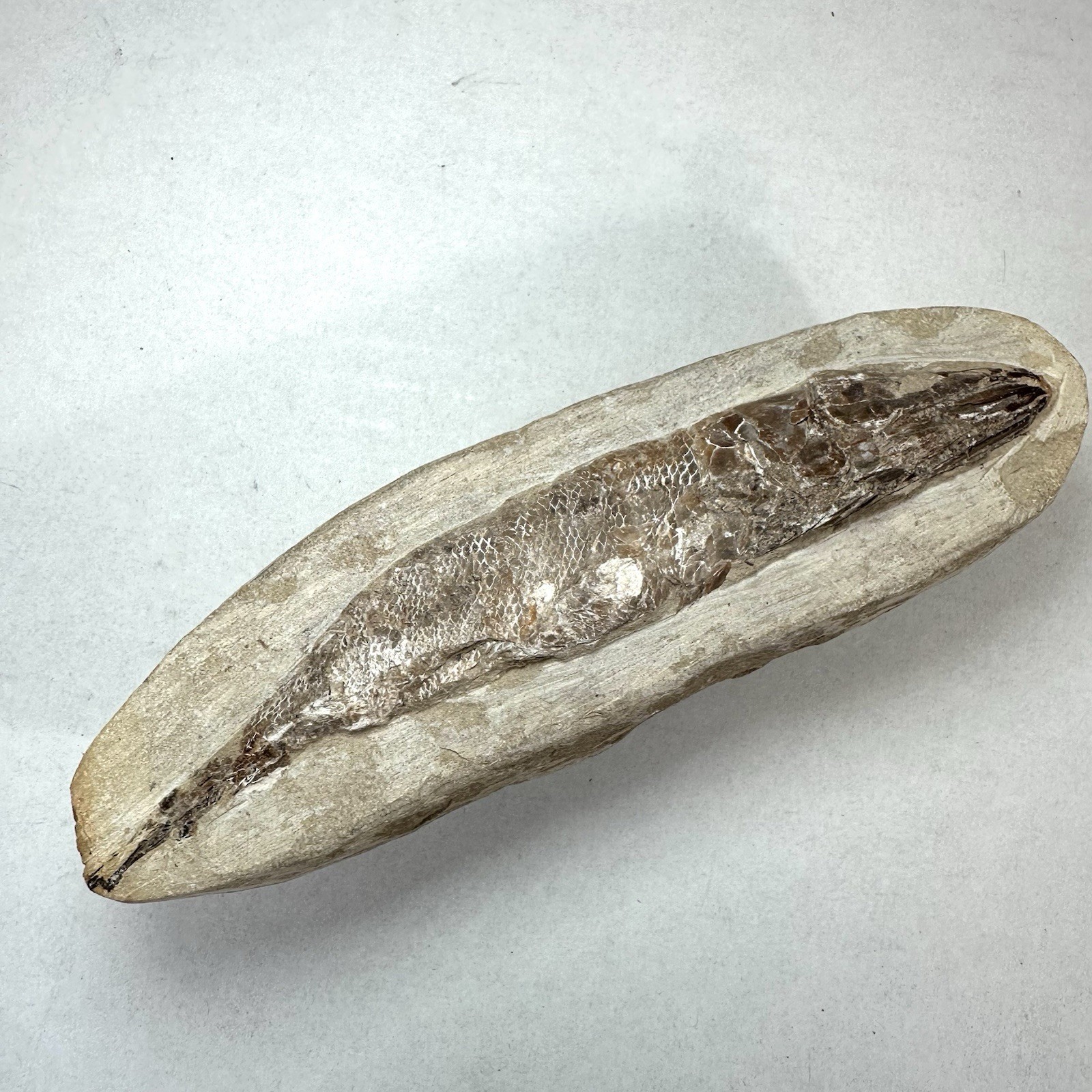 Fossil Fish Encased In Stone Rock Fossilized 6”