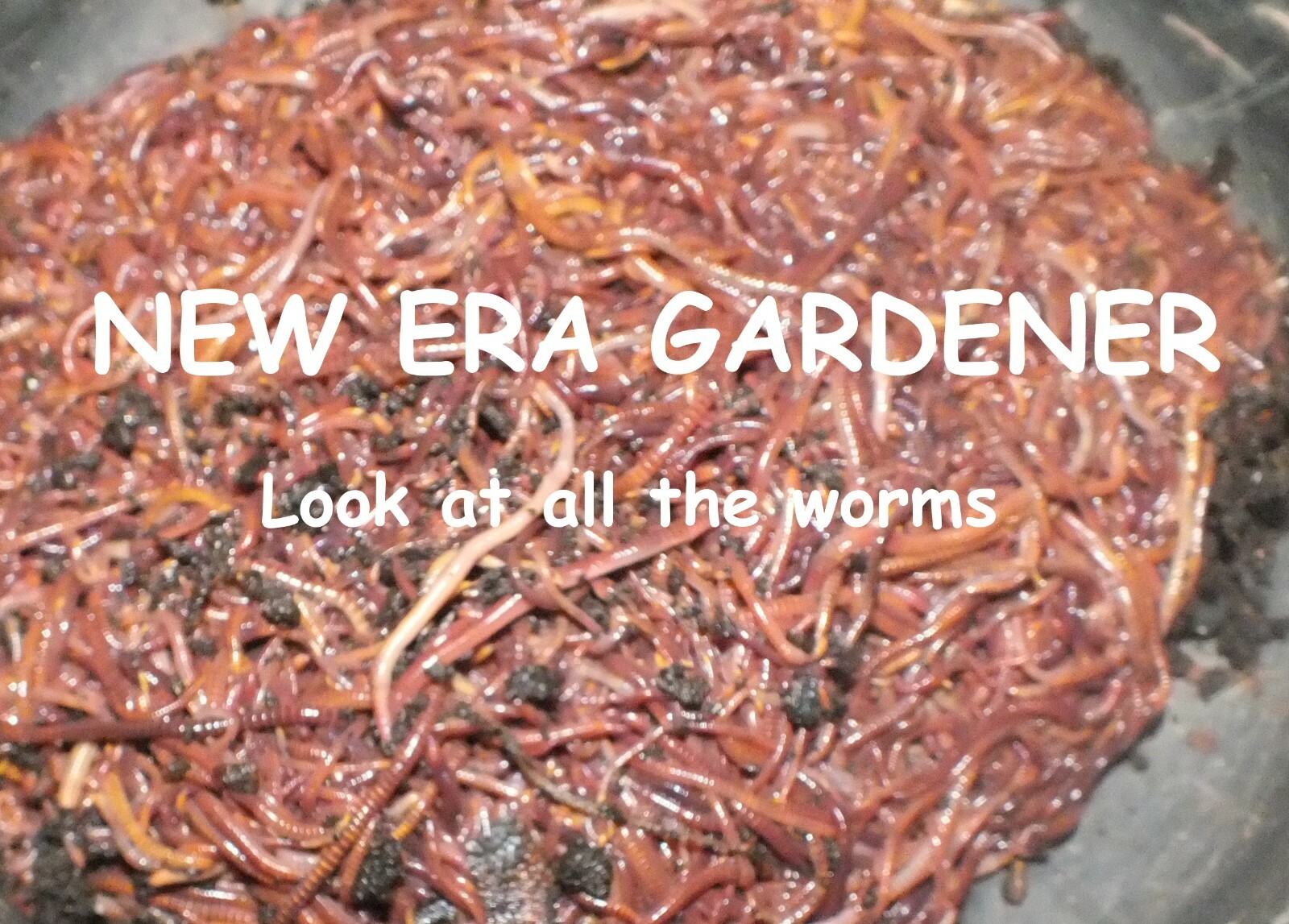 Worm Food Chow for Red Wiggler, Night crawler powder food "NEW ERA Gardener"