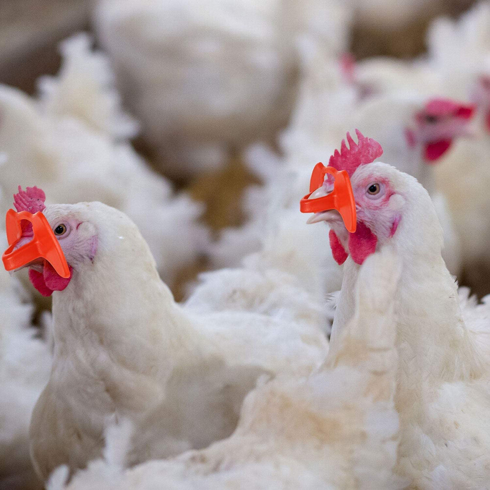 100PCS No Fighting Pinless Chicken Peepers Pheasant Poultry Blinders Spectacles