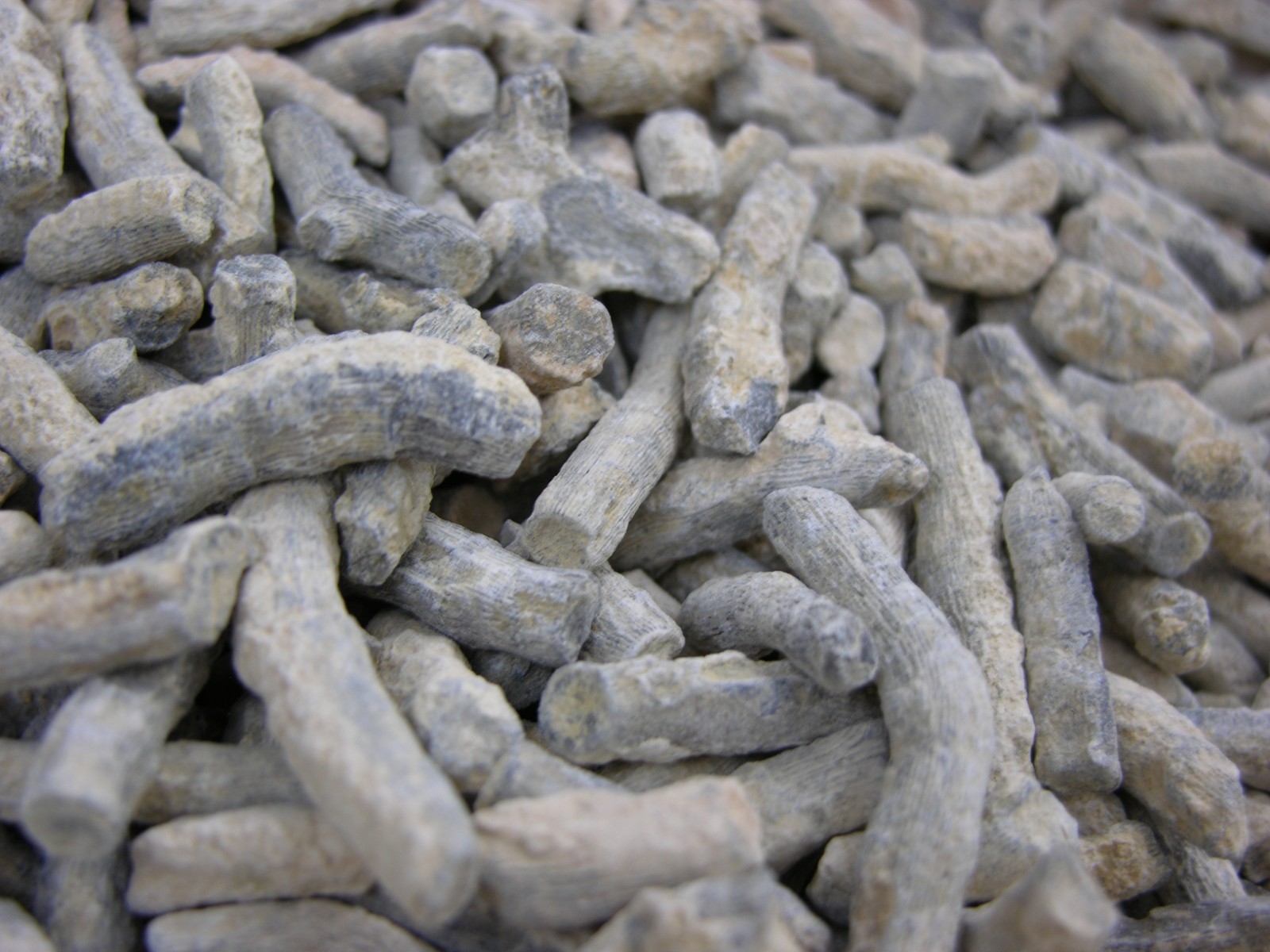 Coral branch fossils smaller agatized Ordovician Madagascar 1 # lots 1/2-1.5"