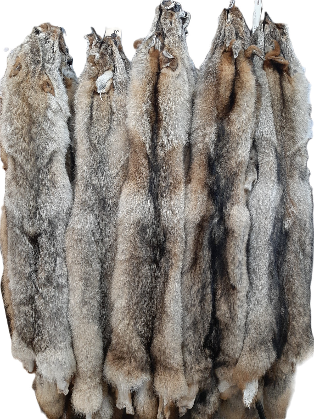 Eastern Coyote Pelt (LG-1X)