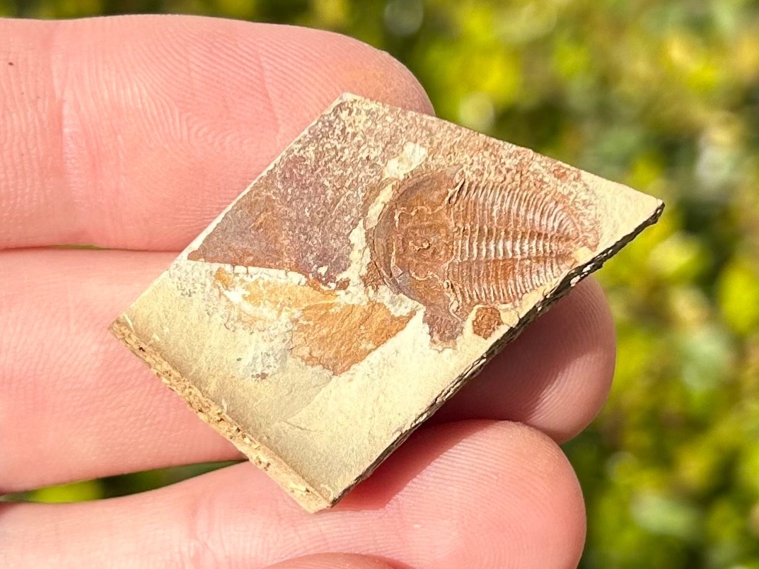 Georgia Fossil Trilobite Aphelaspis brachyphasis Conasauga Formation Cambrian