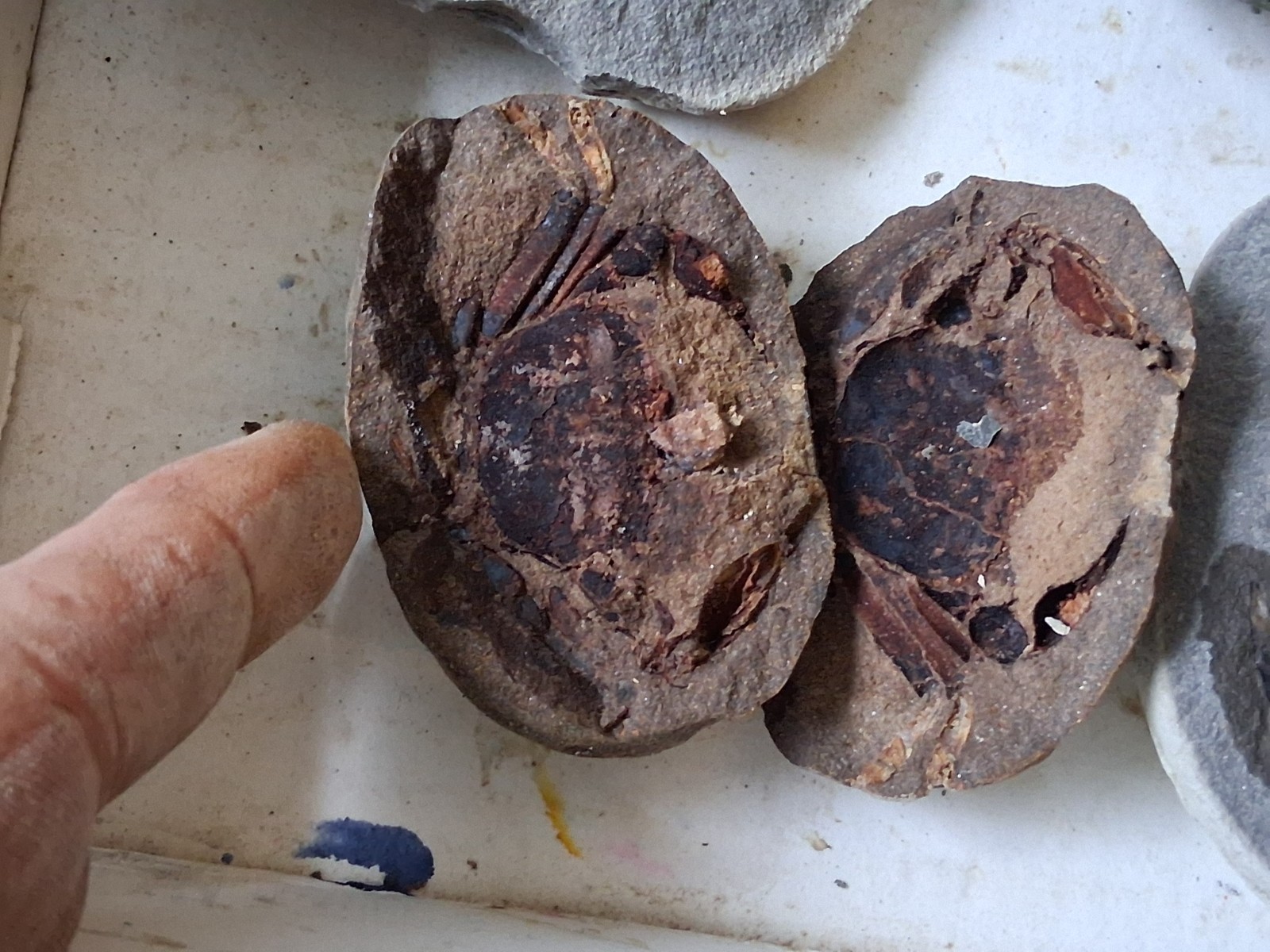 15 Unfinished Crab Fossil Lot Washington State