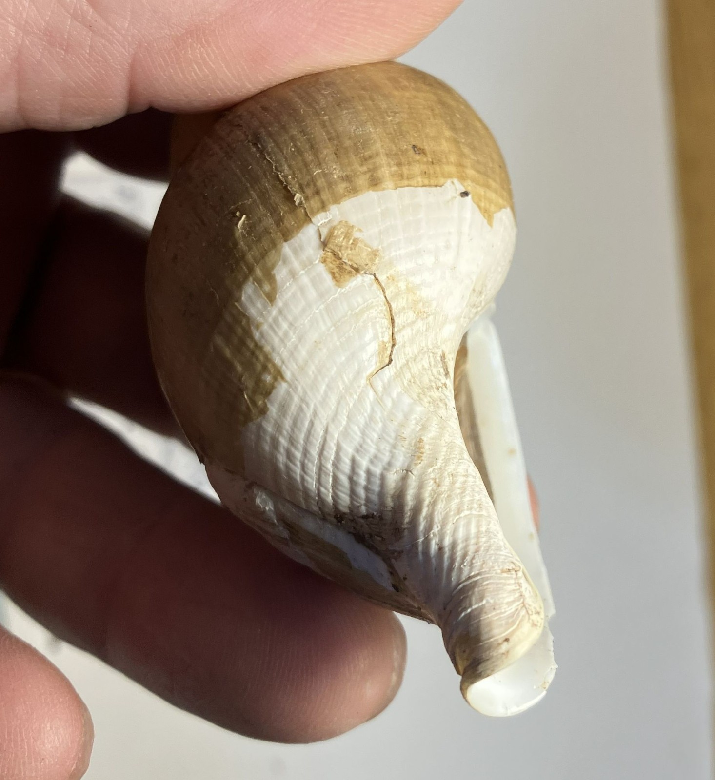 Japelion adelphicus (Dall, 1907). Great Shape. Taiwan, east china sea. 100 mm