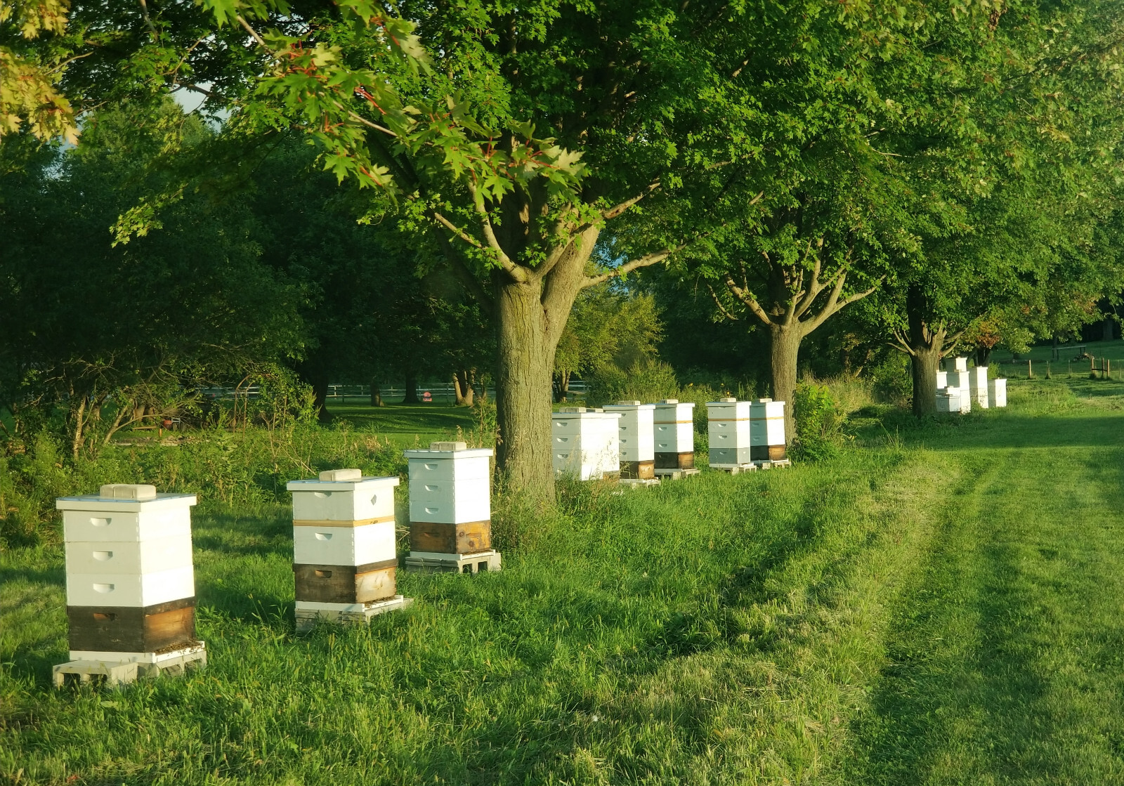 Raw Honey 5 lb (2.27kg) - 100% Raw, Wildflower, Local Organic, Unfiltered
