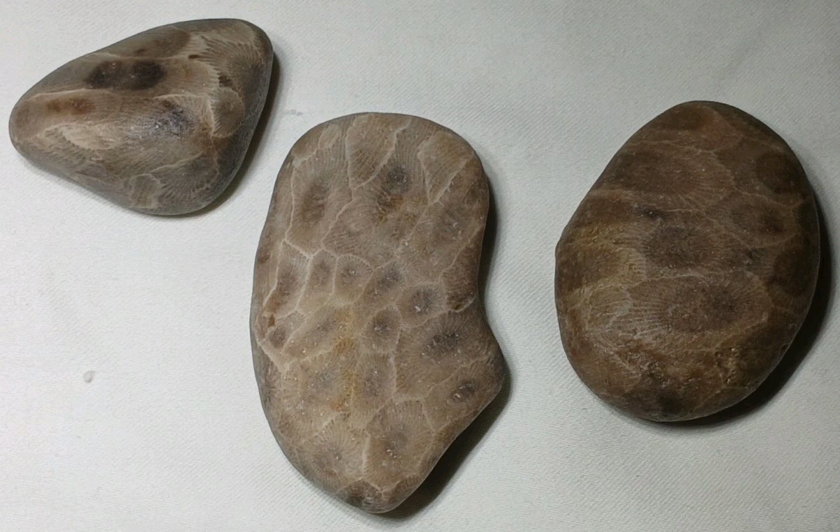 High Pattern Petoskey Stone Lot Natural Great Lakes Michigan Unpolished Fossils