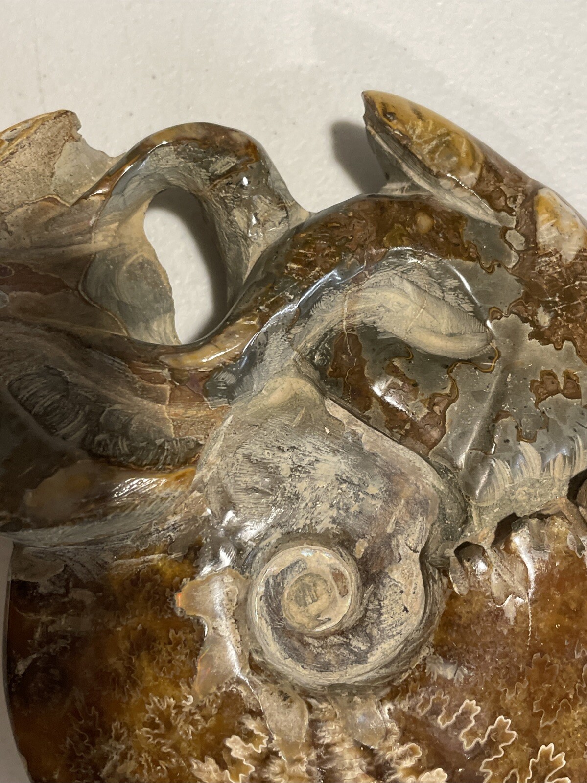 Small Fossilized Agatized Polished Ammonite Specimen 6 inches 1# 10oz