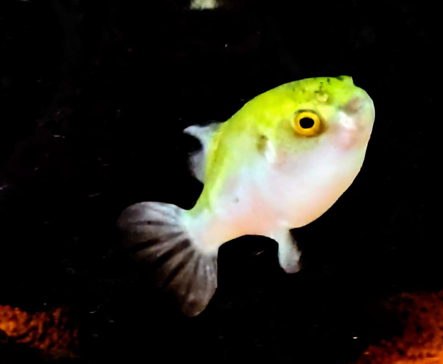 Avocado Puffer 1–1.5” – Live Freshwater Puffer Fish – Rare & Interactive