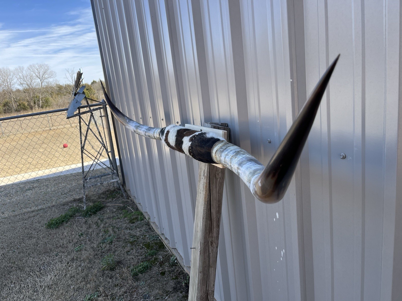 MOUNTED STEER HORNS 6 feet wide LONGHORN POLISHED MOUNT BULL COW