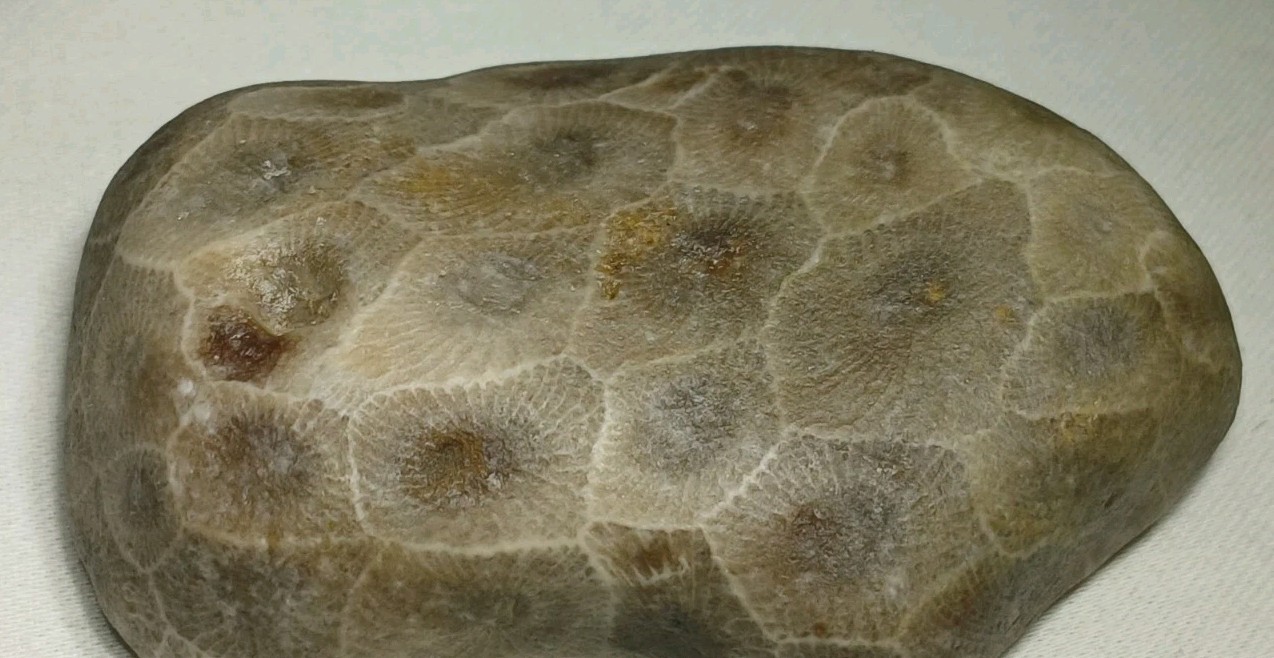High Pattern Petoskey Stone Lot Natural Great Lakes Michigan Unpolished Fossils