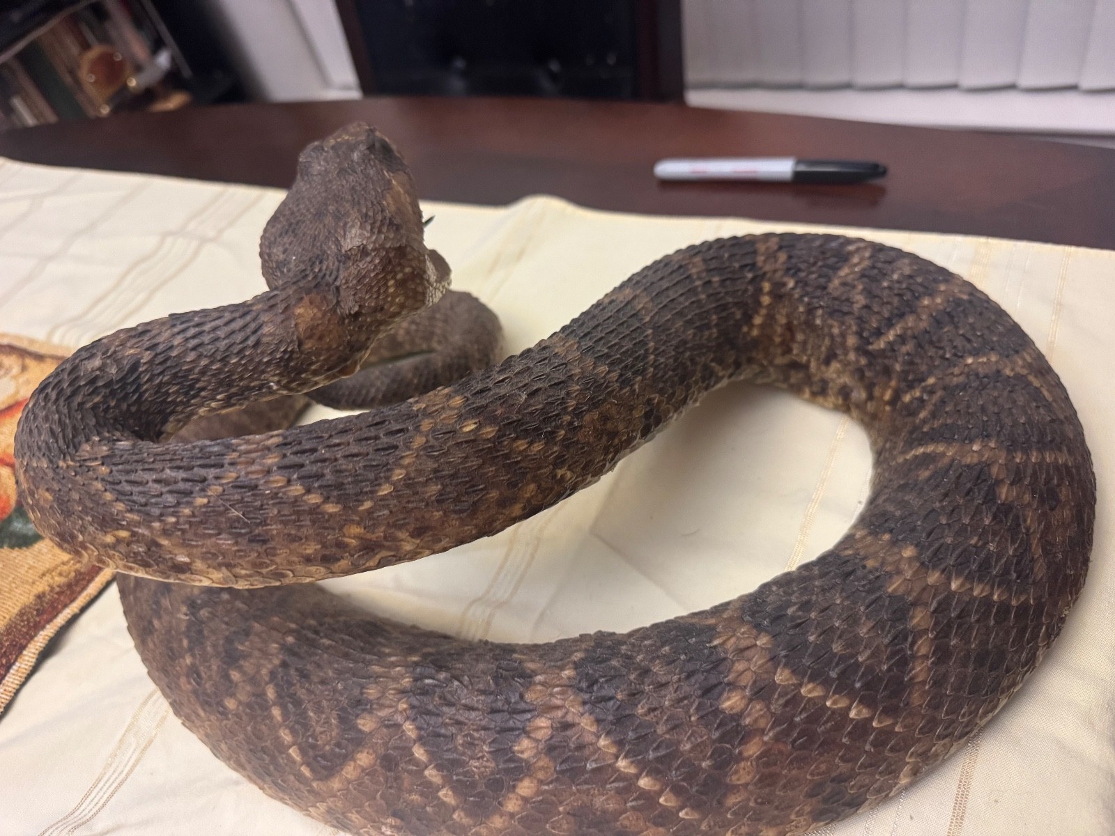 Vintage 53” eastern diamondback rattlesnake taxidermy mount Crotalus adamanteus