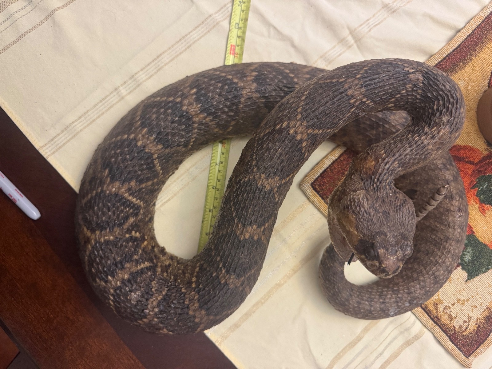 Vintage 53” eastern diamondback rattlesnake taxidermy mount Crotalus adamanteus