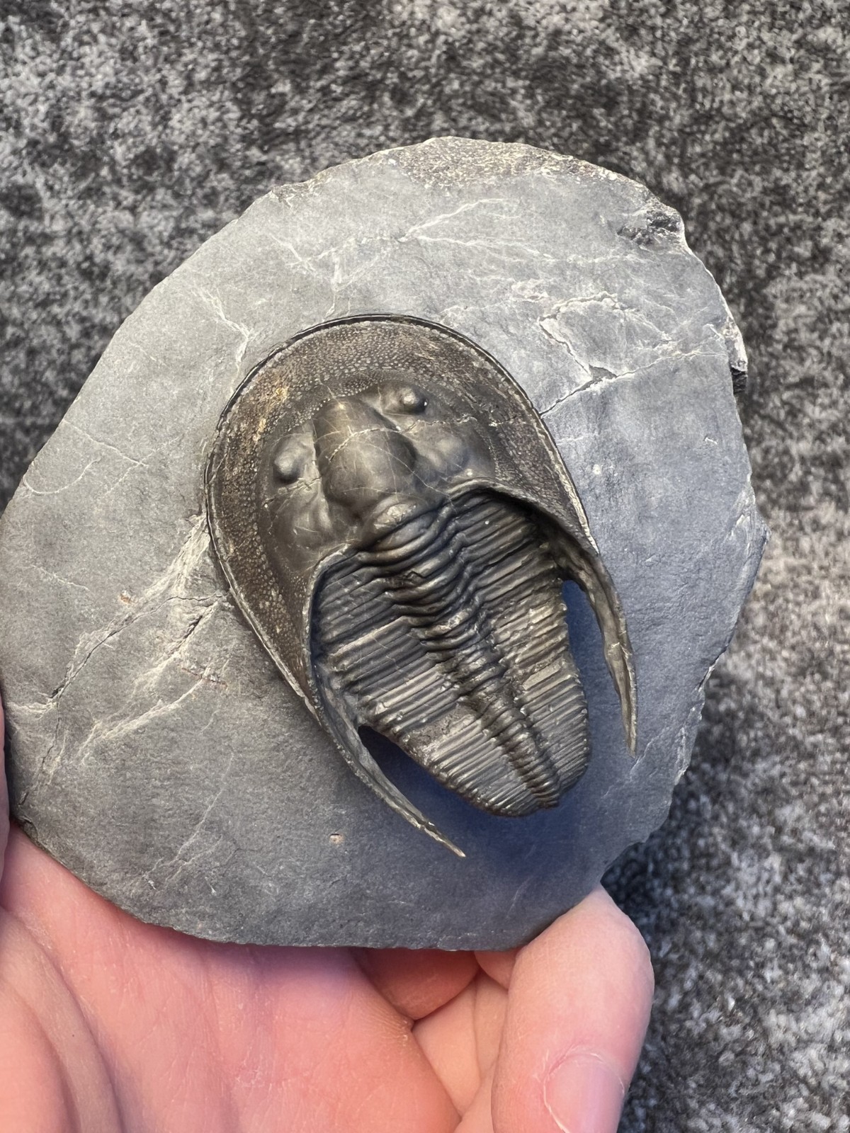 Harpes aff. perradiatus Trilobite Fossil – Collector Specimen